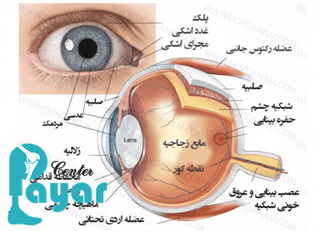همه چیز در مورد چشم